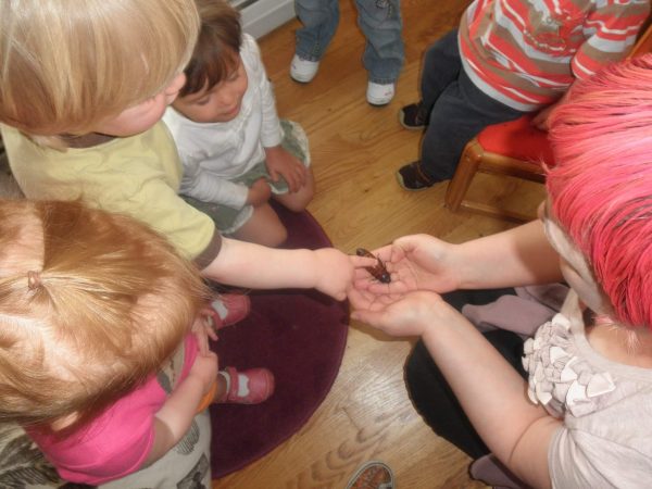 Montessori toddler student petting a cockroach